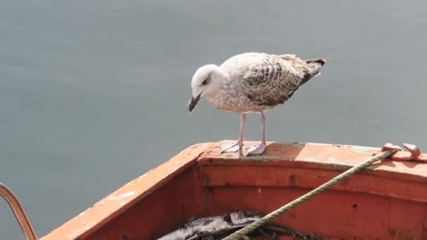 Seagull eating a fish on the  boat — Stock Video