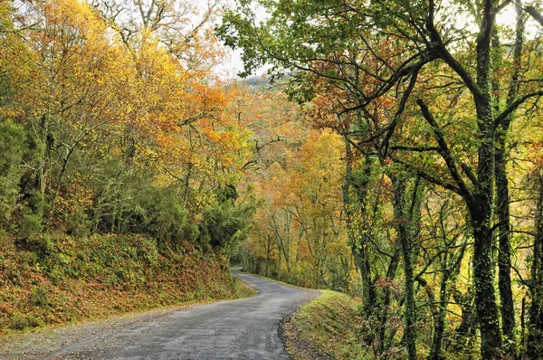 Galicia autumn forest  on road — Stock Photo, Image