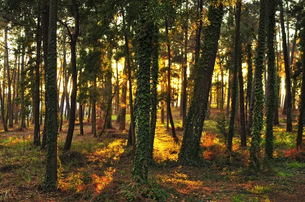Orman sunlights — Stok fotoğraf
