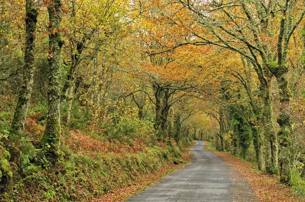 Galicia autumn forest  on road — Stock Photo, Image