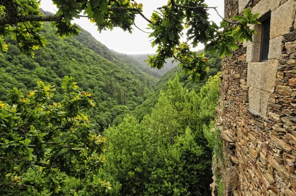 Paisagem verde exuberante — Fotografia de Stock