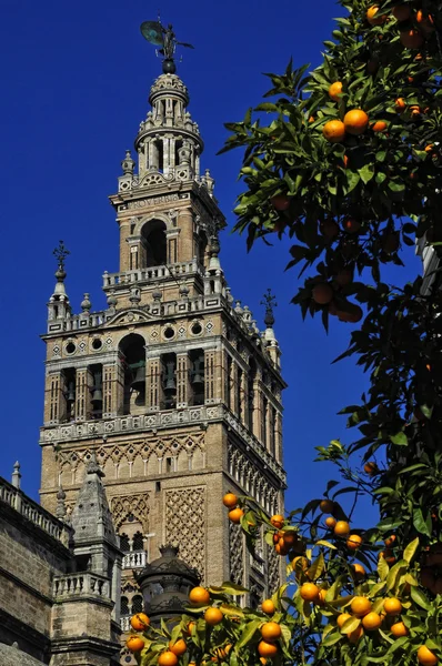 Le clocher de Giralda et la cathédrale de Séville — Photo