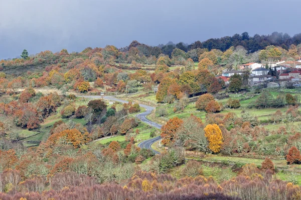 Wald auf der Straße — Stockfoto