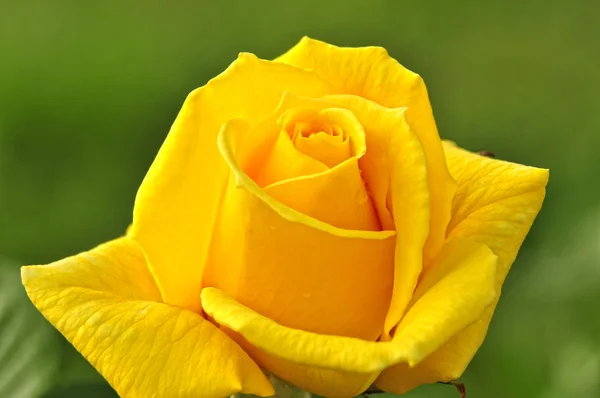 Yellow rose — Stock Photo, Image