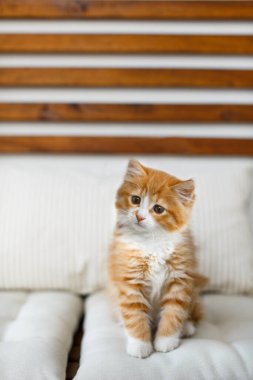 Kanepede beyaz benekli, güzel, tüylü, sevimli, sevimli, kızıl bir kedi oturuyor. Kitty yan tarafa bakıyor. Yakışıklı tekir kedicik, evcil hayvan konsepti. Seçici odak, dikey, boşluğu kopyala.