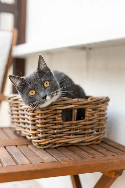 Gatinho Cinza Bonito Adorável Com Olhos Laranja Sentado Cesta Marrom — Fotografia de Stock