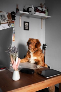 Kahverengi Nova Scotia Duck Tolling Retriever gözlüklü bilgisayar başında oturuyor. İnternet kullanan akıllı köpek. Evcil hayvanlar evde..