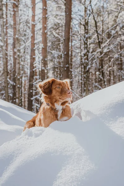 Fluffy Brown Nova Scotia Duck Tolling Retriever Spelen Met Sneeuw — Stockfoto