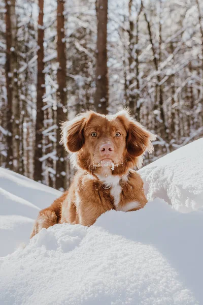 Nova Scotia Bebek Tolling Fluffy Coklat Retriever Bermain Dengan Salju — Stok Foto