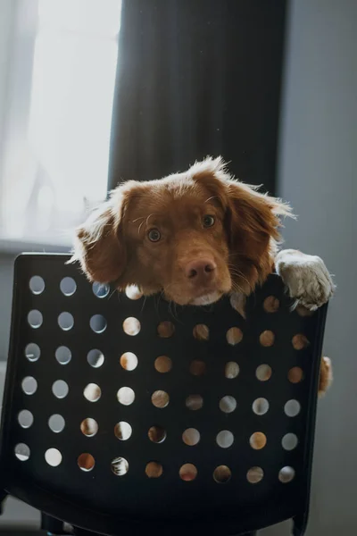 Χαριτωμένο Καφέ Nova Scotia Duck Tolling Retriever Κάθεται Στην Καρέκλα — Φωτογραφία Αρχείου