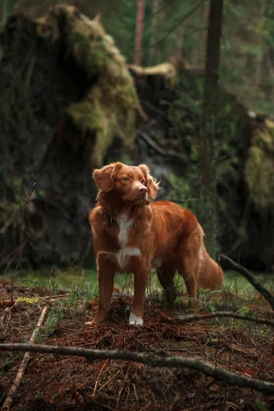 Brown Nova Scotia Duck Tolling Retriever Stands Middle Green Forest — Stock Photo, Image