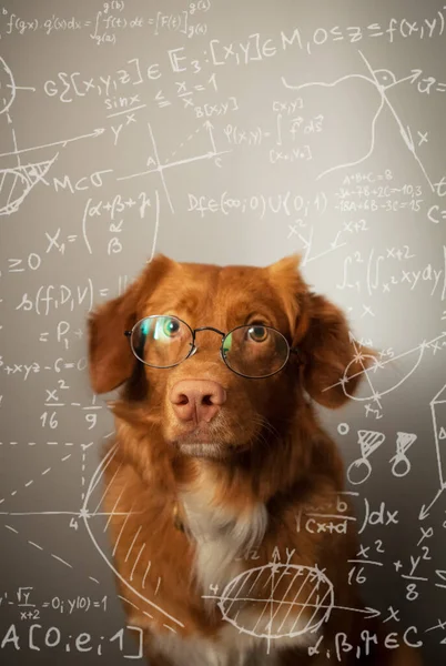 Matematiksel formüllerin ortasında gözlüklü şirin kahverengi Nova Scotia Duck Tolling Retriever portresi. Kolaj. Gri arka plan. Seçici odak.