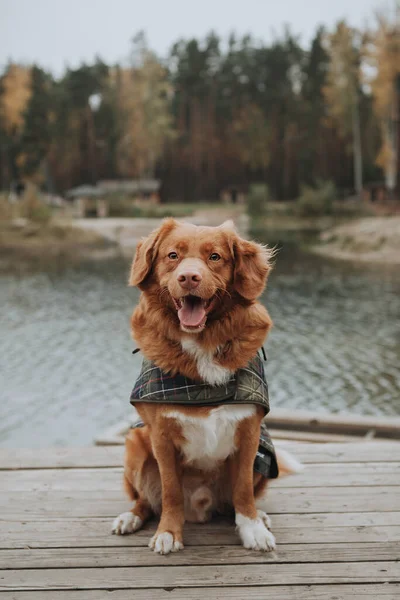 Feliz Marrón Nova Scotia Duck Tolling Retriever Sentado Muelle Madera —  Fotos de Stock