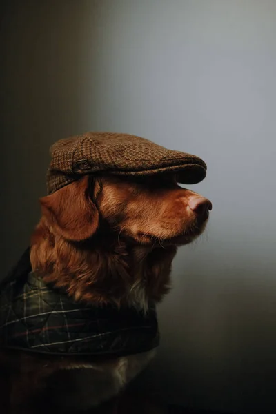 Elegante Nova Scotia Duck Tolling Retriever Marrón Con Una Gorra —  Fotos de Stock