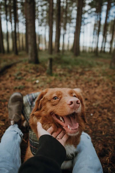 Amizade Entre Castanho Feliz Nova Scotia Duck Tolling Retriever Humano — Fotografia de Stock