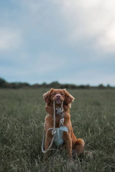 Pofuduk kahverengi Nova Scotia Duck Tolling Retriever yeşil çimlerde oturuyor ve ağzında ipi tutuyor. Evcil hayvana odaklan. Köpekle dışarıda yürümek. Uzayı kopyala Mavi gökyüzü.