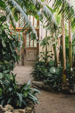 Seradaki egzotik bitkilerle dolu manzara. Eski tropik botanik bahçesi. Çeşitli bitkiler; hurma ağaçları, eğreltiotları ve kozalaklar. Arka kapılarda. Doğa ve ekoloji kavramı.