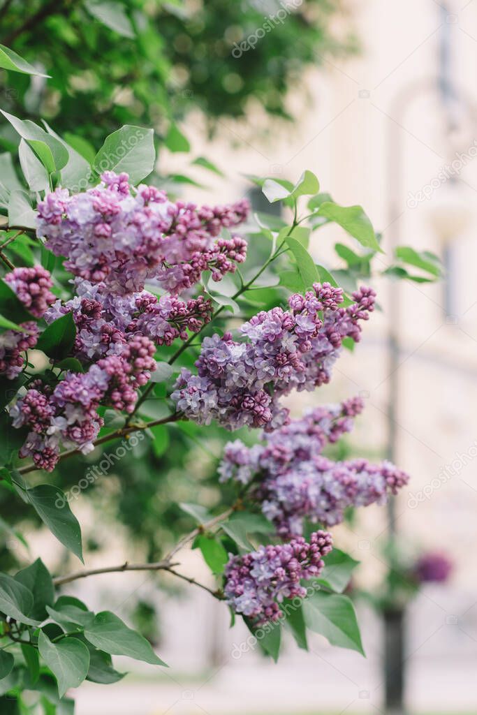Flowering bushes of purple lilac. Blooming flowers. Spring season. Vertical close up photo, selective focus, blurred background, copy space. Green leaves.
