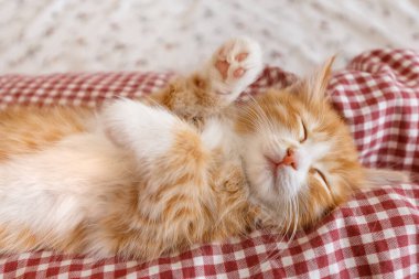 Kareli yatak örtüsünün üzerinde duran kızıl tüylü kedi yavrusunun portresini yakından çek. Küçük yakışıklı kırmızı kedicik aktif bir oyundan sonra yoruldu. Kedi patilerini kaldırdı. Yan görüş. Evcil hayvanlar konsepti. 