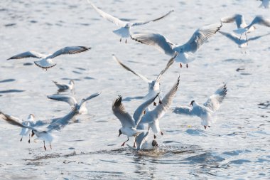 Bir sürü martı suyun üzerinde daireler çiziyor ve balık yakalamaya çalışıyor. Yemek için mücadele et. Doğa ve vahşi yaşam kavramı.