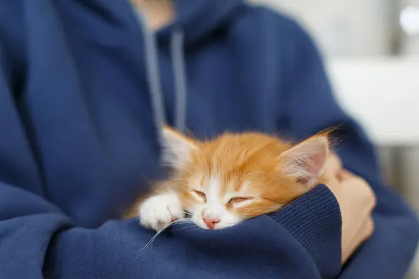 Kırpılmış, şirin, kızıl bir kedi yavrusunun kollarında uyuduğu bir fotoğraf. Aktif oyundan sonra yorgun düşmüş, ön manzara. Yakışıklı kırmızı beyaz kedi, pembe burun, seçici odak, evcil hayvanlar ve bakım konsepti.