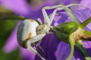 örümcek misumena vatia