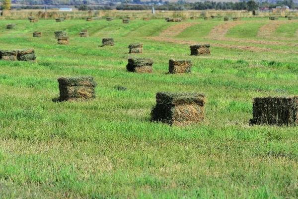 Crop production: Hay has been raked and presed into small square bales and awaits pickup to put it in storage.