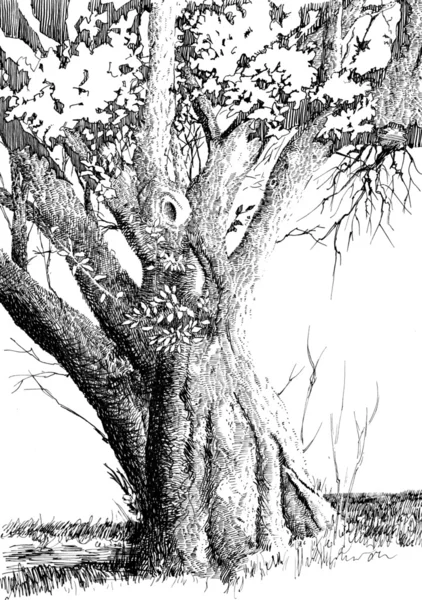 Grote eenzame boom — Stockfoto