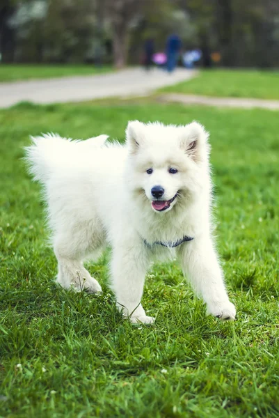 Chien Samoyed blanc sur prairie verte Photos De Stock Libres De Droits