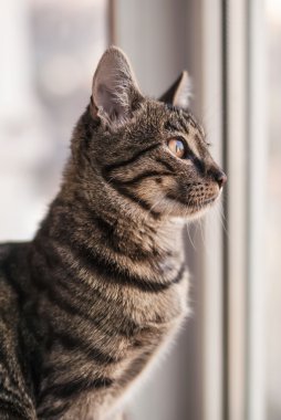 pencerede çizgili kedi