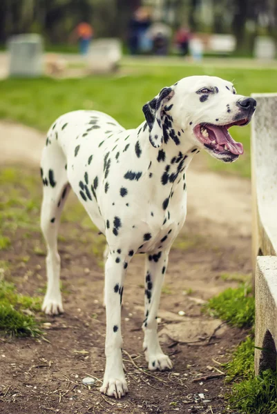Dalmaçyalı köpek parkı