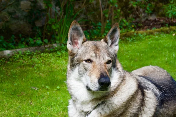 Czechoslovakian Wolfdog Foreground Garden — Stock Photo, Image