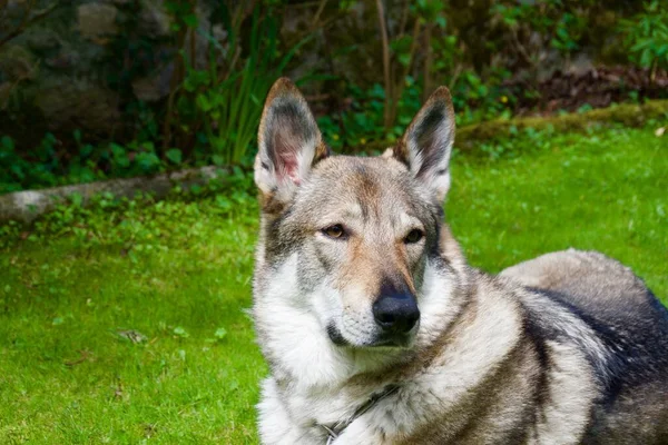 Tjekkoslovakisk Ulvehund Forgrunden Haven - Stock-foto