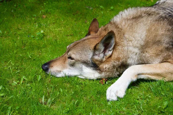 Çekoslovakya kurt köpeği bahçede ön planda.