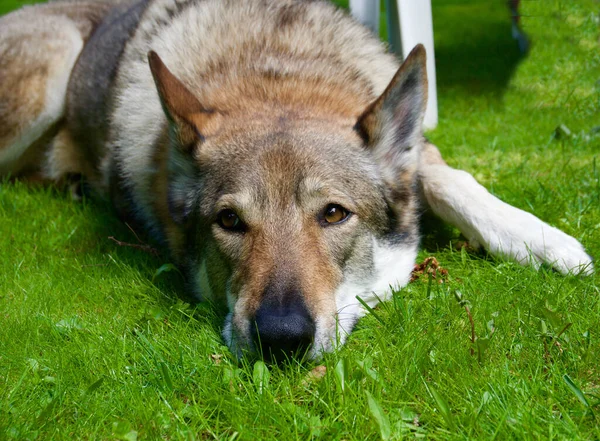 Çekoslovakya kurt köpeği bahçede ön planda.