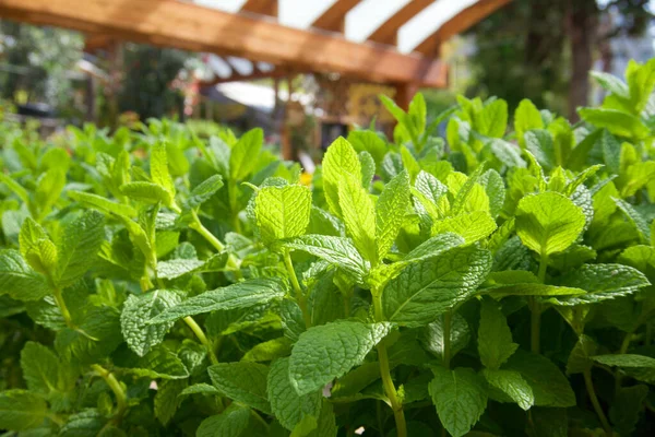 Potted Mint Leaves Morning — Stock Photo, Image