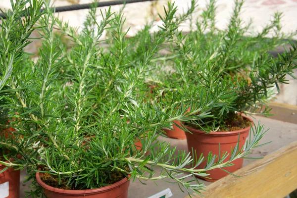 Pots Specially Grown Rosemary — стоковое фото