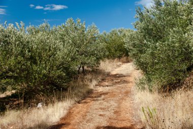 zeytin ağaçları - Hırvatistan