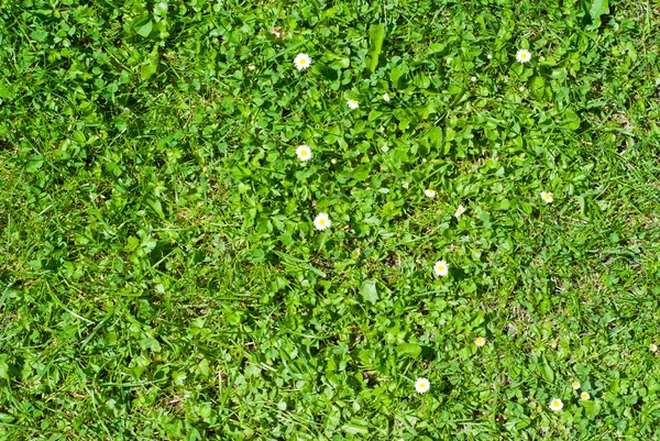 Zielony trawnik z kwiatami — Zdjęcie stockowe
