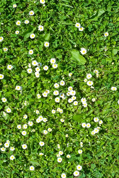 Green lawn with flowers — Stock Photo, Image
