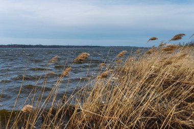 Güzel göl fotoğrafı, bahar zamanı. Dzierzno Gölü, Silezya, Polonya