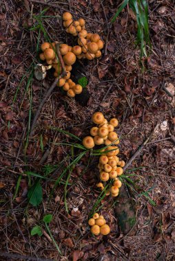 Ormanda büyüyen zehirli mantarların fotoğrafı. Yakın çekim..