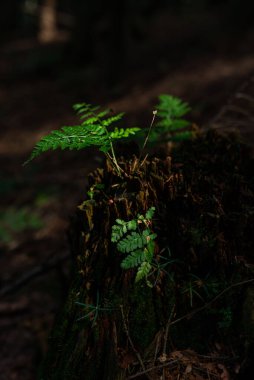 Eski ağaç kütüğünün üzerinde, ormanda yetişen küçük vahşi eğreltiotu fotoğrafı..