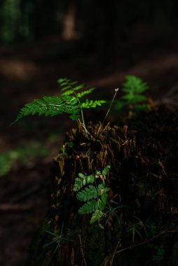 Eski ağaç kütüğünün üzerinde, ormanda yetişen küçük vahşi eğreltiotu fotoğrafı..