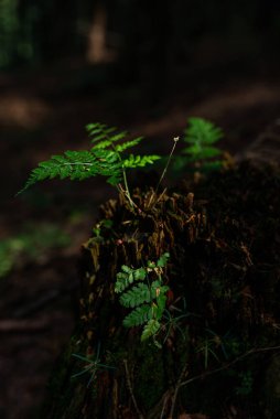 Eski ağaç kütüğünün üzerinde, ormanda yetişen küçük vahşi eğreltiotu fotoğrafı..