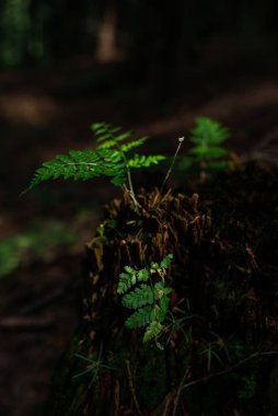 Eski ağaç kütüğünün üzerinde, ormanda yetişen küçük vahşi eğreltiotu fotoğrafı..