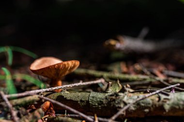 Ormanda büyüyen zehirli mantarların fotoğrafı. Yakın çekim..