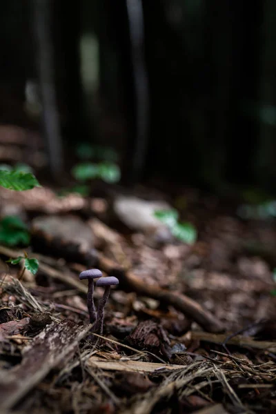 Fénykép Vadon Termő Mérgező Gombákról Erdőben Közelkép — Stock Fotó
