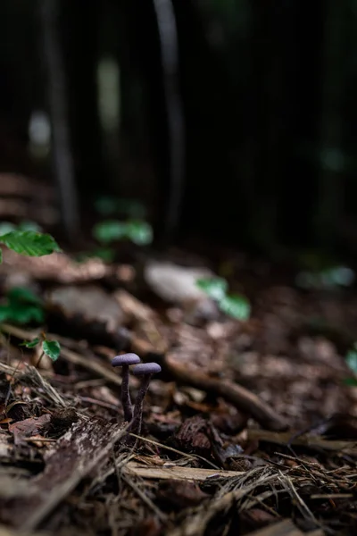 Foto Von Wild Wachsenden Giftigen Pilzen Wald Nahaufnahme — Stockfoto