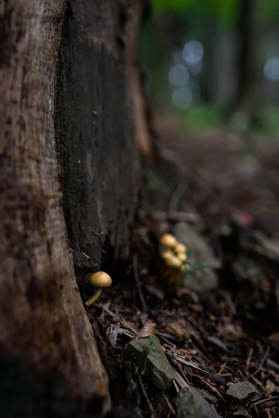 Foto Cogumelos Venenosos Crescimento Selvagem Floresta Fechar — Fotografia de Stock